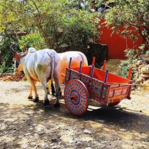Traditional cart in a coffee plantation in Costa Rica