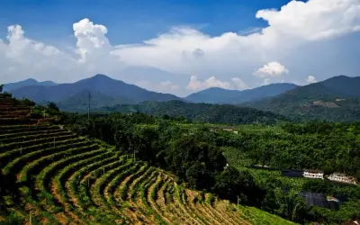 Coffee Appellations Guide