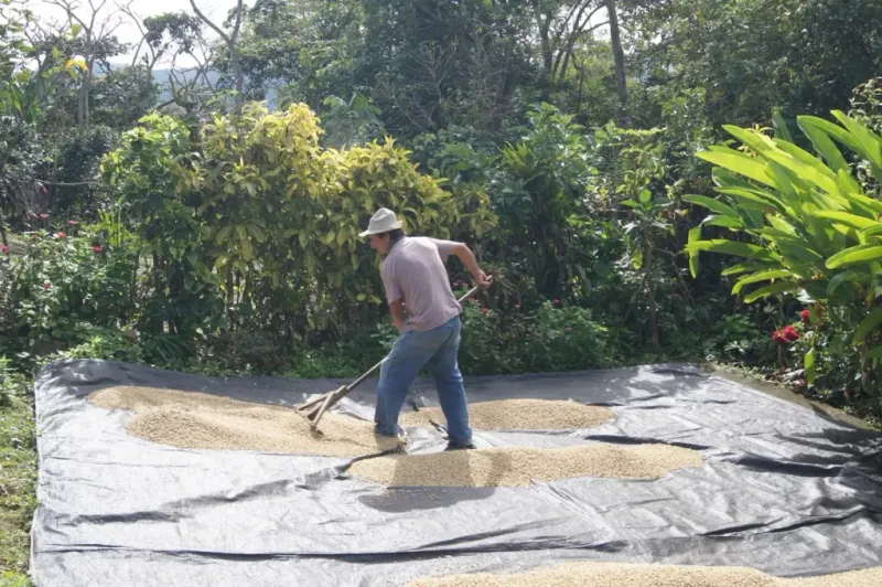 Drying parchment coffee (step 4)