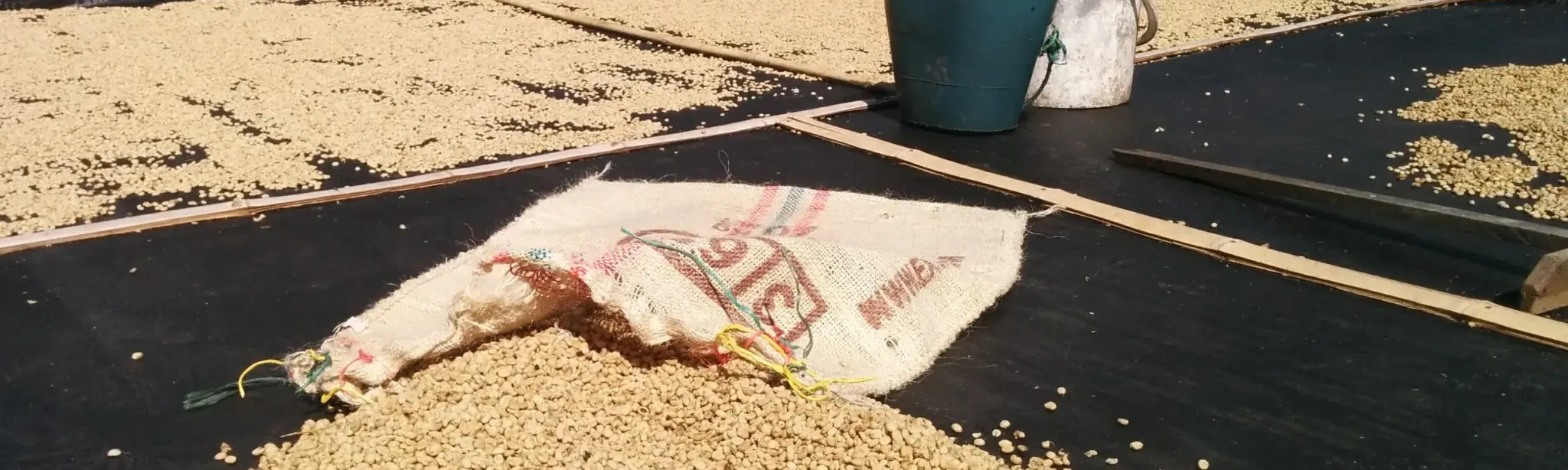 Robusta, Arábica, la descripción de un café de calidad