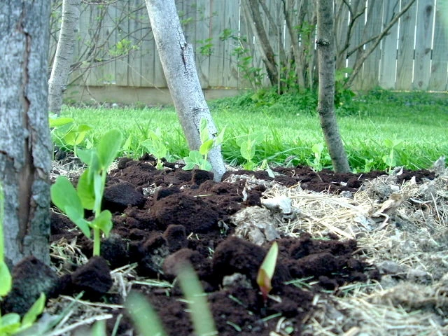 Posos de café para proteger las plantas