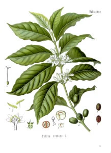 Coffea arabica