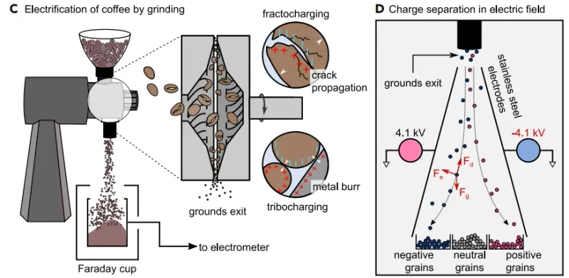 Grains de café humidifiés pour RDT