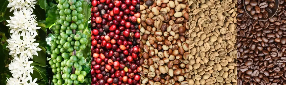 Culture du café : comprendre son impact sur la tasse