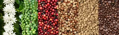 Culture du café : comprendre son impact sur la tasse