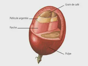 Structure of a coffee cherry