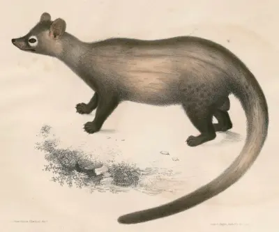 Kopi Luwak: Its History, Rarity and Ethical Issues