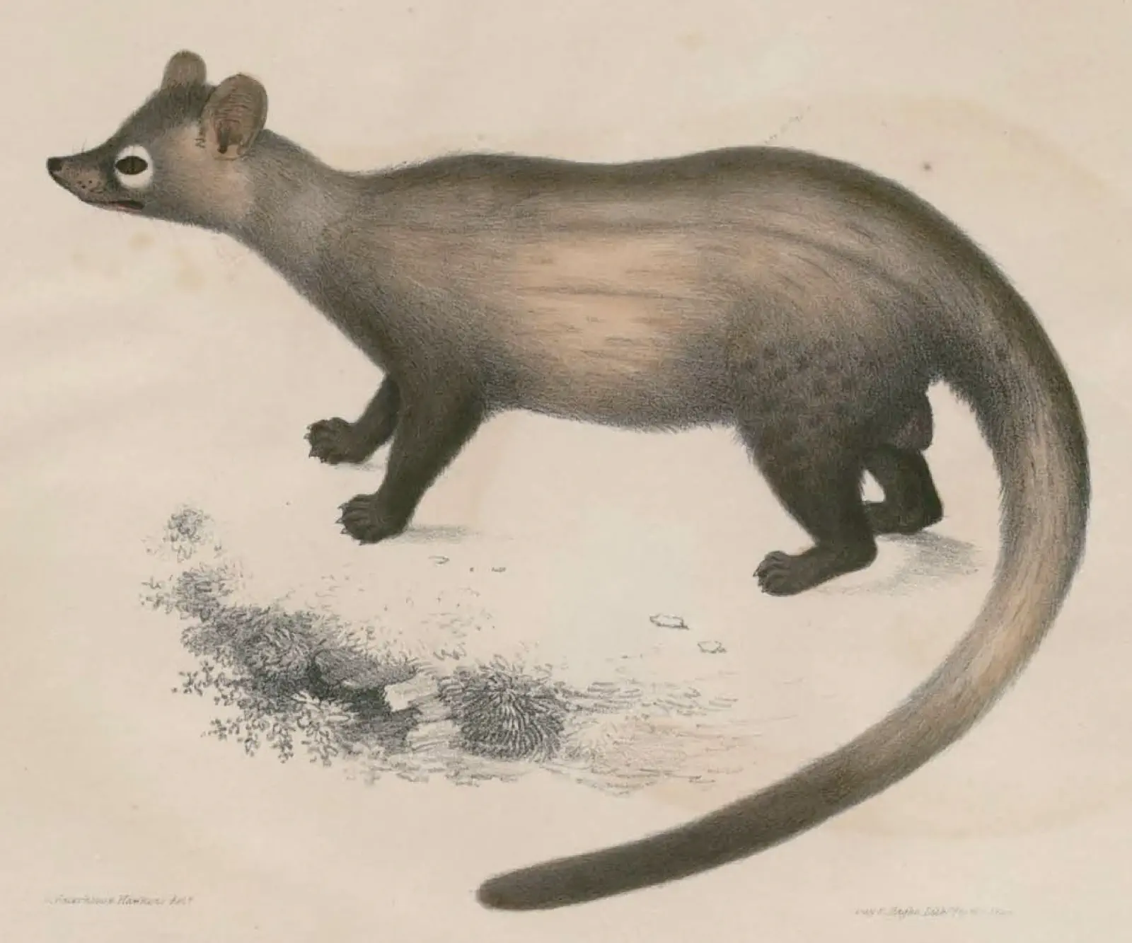 Asian palm civet Paradoxurus hermaphroditus