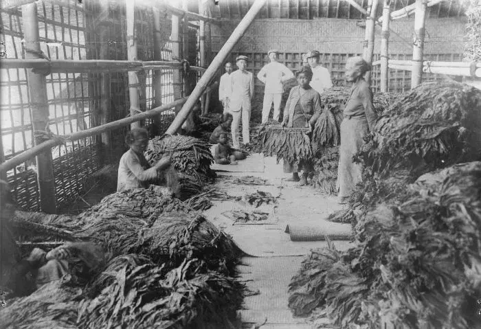 Cultuurstelsel agricultural policy
