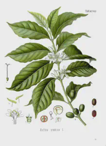 Coffea arabica