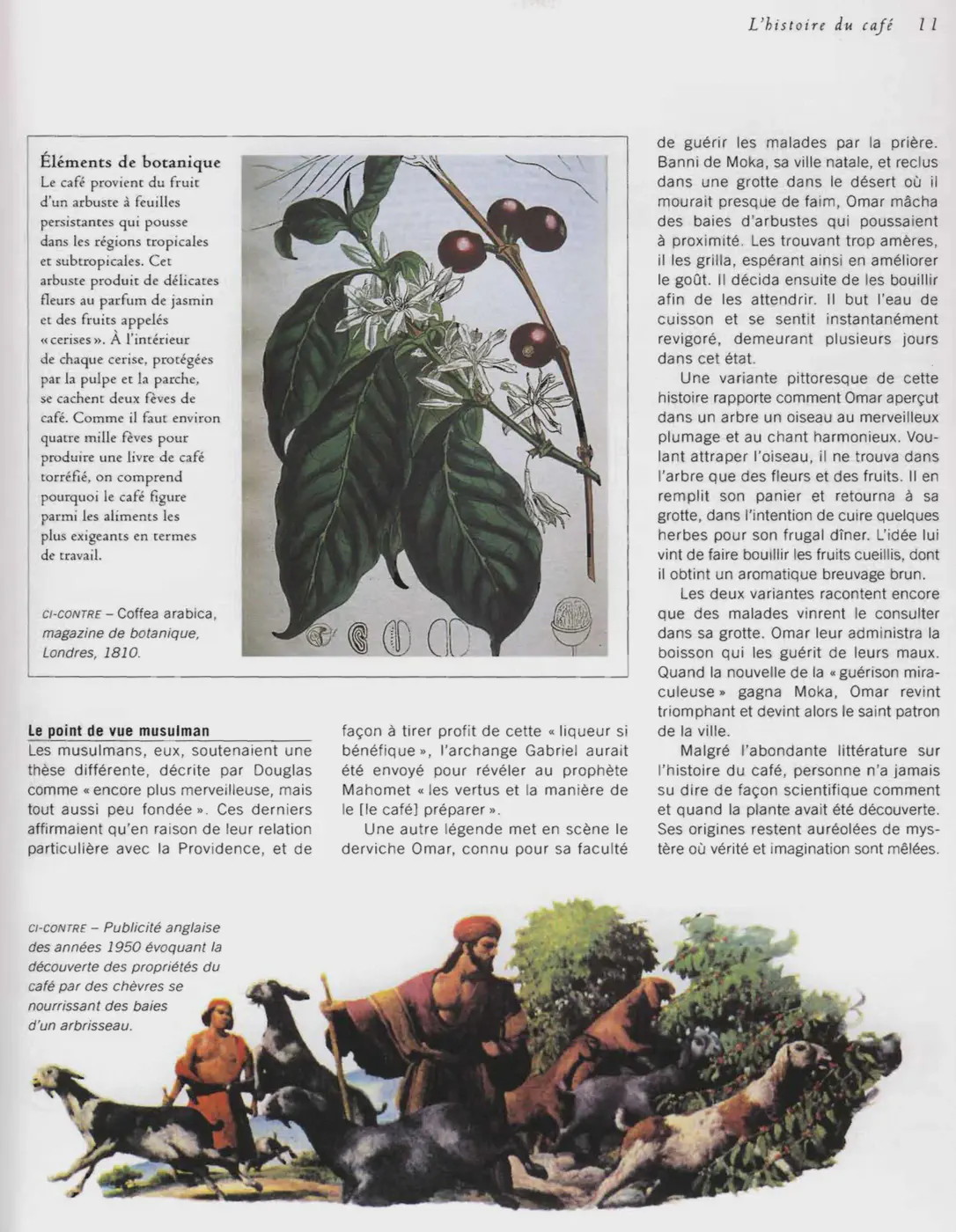 History and trade of coffee