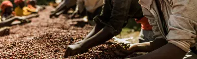 Coffee producing countries: Africa