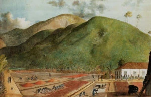 Coffee plantation on Bourbon Island