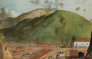 Coffee plantation on Bourbon Island