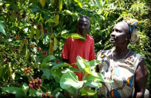 Coffee in Tanzania