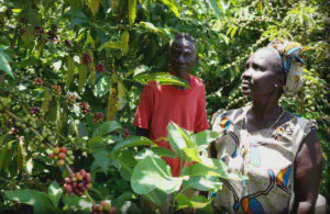 Coffee in Tanzania