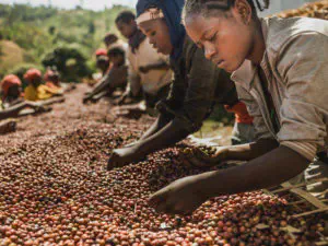 Coffee sorting near Awasa