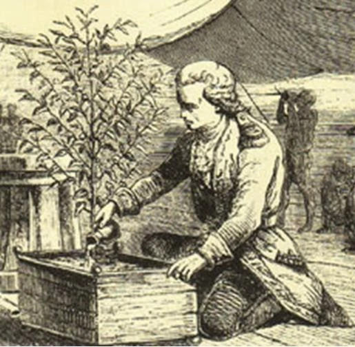 Gabriel de Clieu and his coffee tree