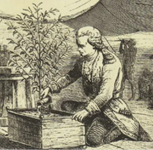 Gabriel de Clieu et son caféier