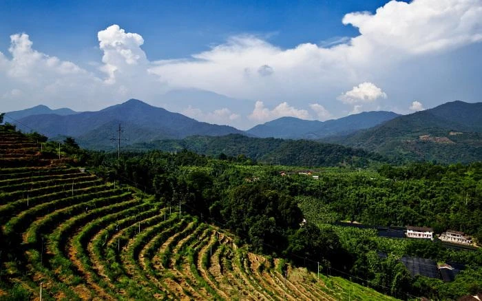Coffee plantation under tree cover in agroforestry, with plant diversity