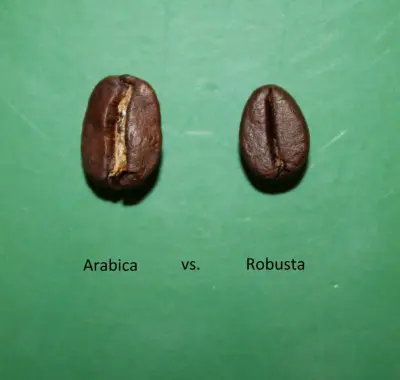 Specialty Coffee: A Journey to the Heart of Excellence