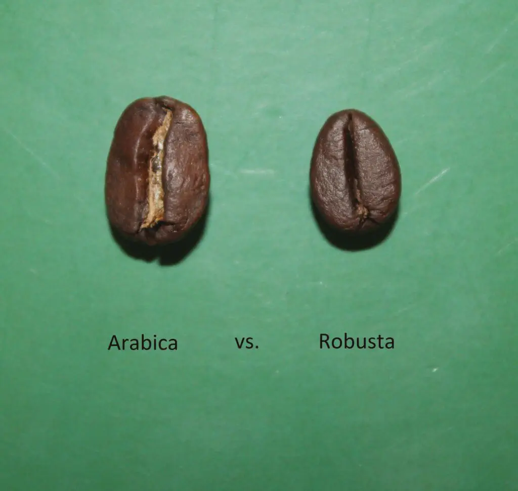 Freshly roasted specialty coffee