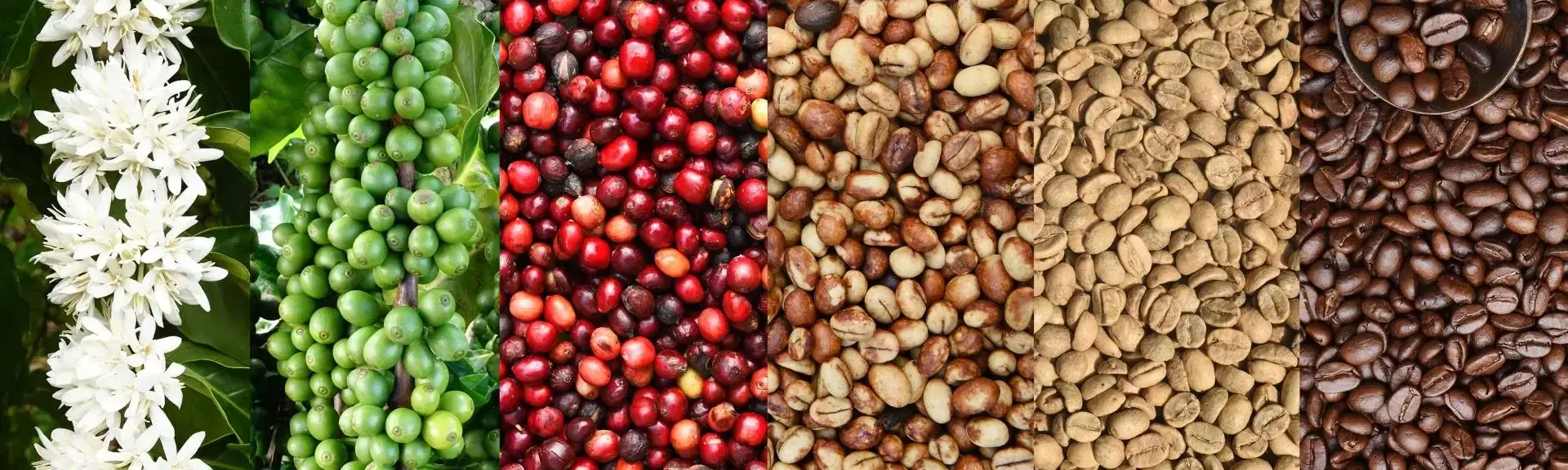 Discover the fascinating world of coffee by delving into the essential factors that influence its taste, such as soil nature, altitude, and processing methods. In this article, we guide you through each phase of the cultivation and preparation process, making it easier to choose the coffee that matches your preferences. Learn to navigate the world of specialty coffees and interpret labels with confidence to savor a unique caffeinated experience.