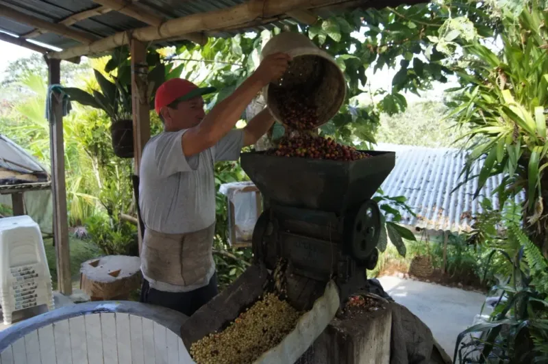 Depulping (step 1)