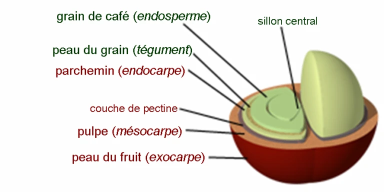 Coffee processed using different methods