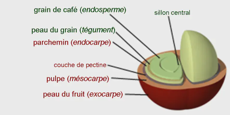 Coffee processed using different methods