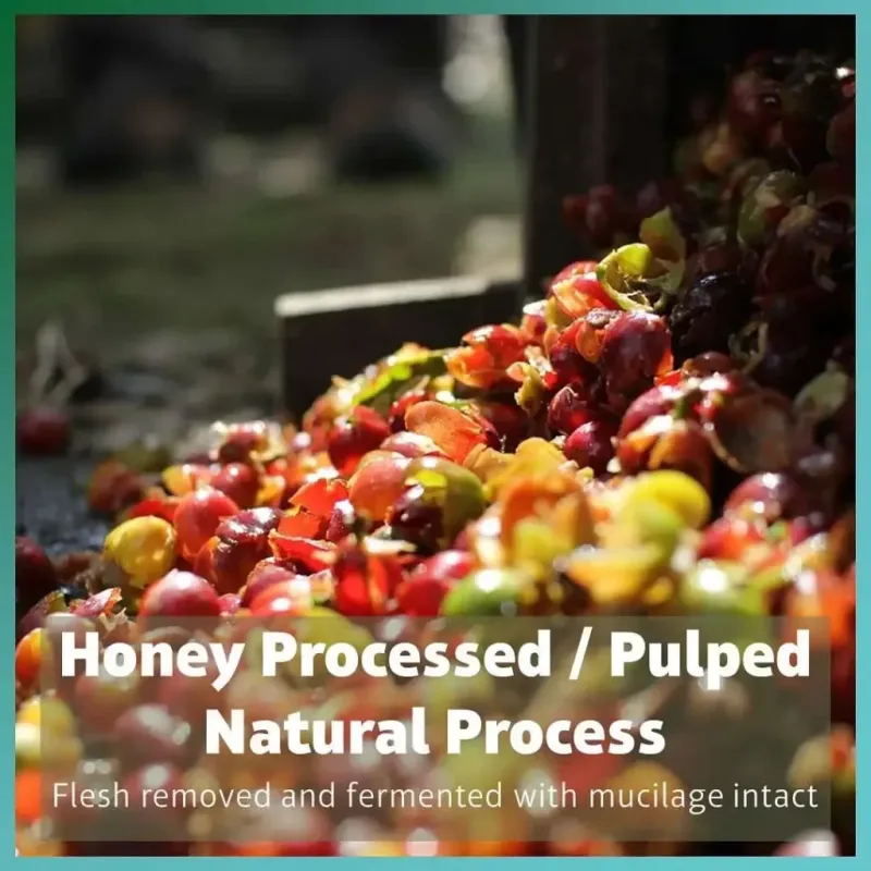 Honey process (drying with mucilage)
