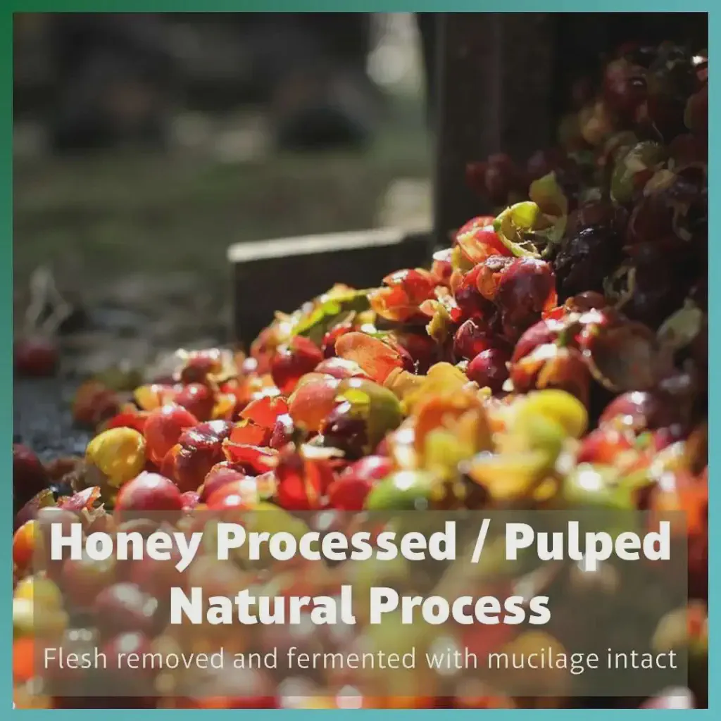 Honey process (drying with mucilage)