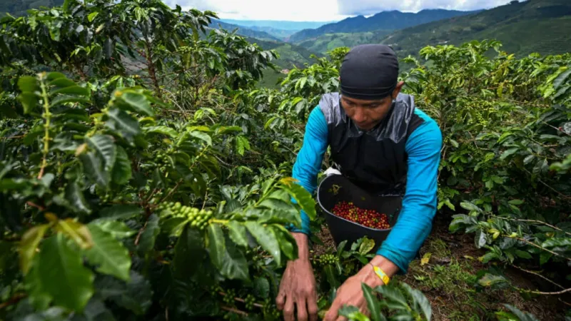 Coffee Cultivation: Understanding Its Impact on the Cup