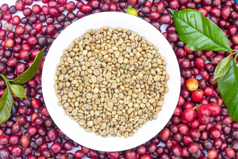 Grains de café vert dans un bol en céramique blanche, entourés de cerises de café séchées rouges et brunes et de quelques feuilles