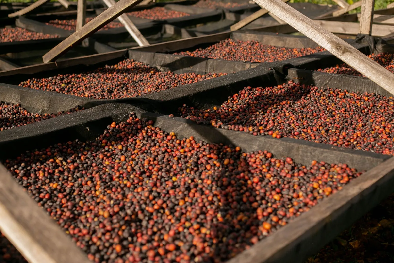 Cascara: bere la ciliegia del caffè invece di sprecarla