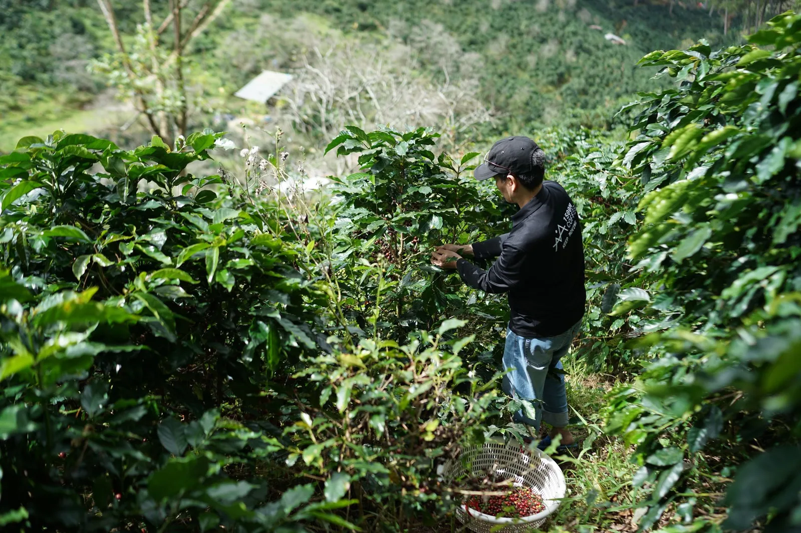 Arabica-Versuch der WCR: F1-Hybriden vorn bei Ertrag und Rost