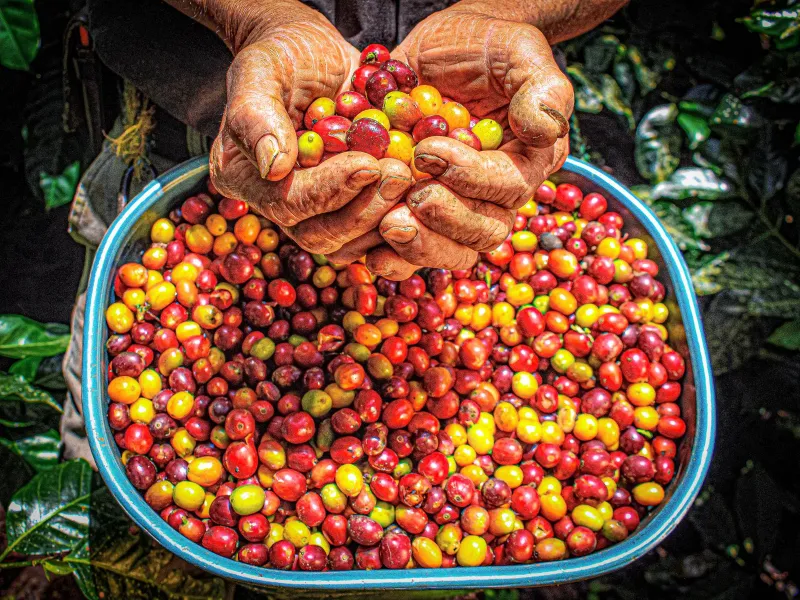 Weathered hands holding ripe red and yellow coffee cherries above a blue harvest basket full of cherries