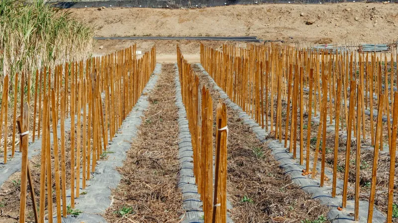 Rows of young staked plants with small label tags on a hillside plot, the ground covered with dark mulch film