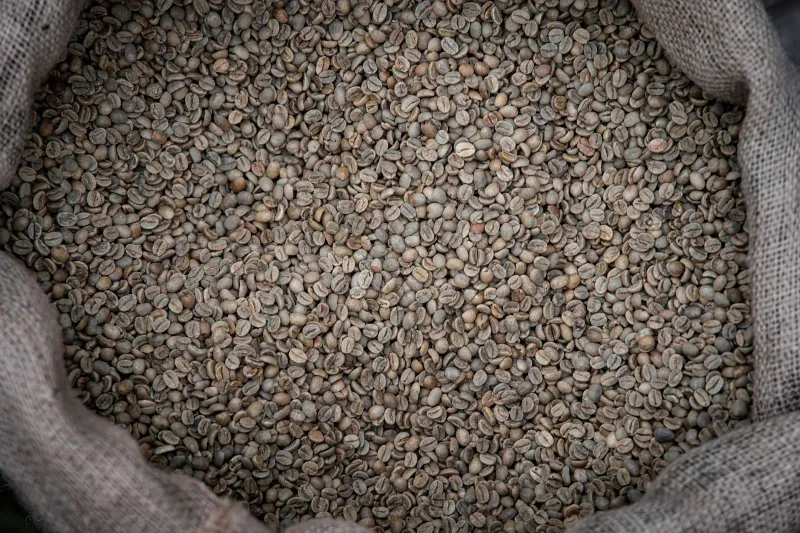 En jutesäck fylld med blekt gröna och gråaktiga orostade kaffebönor