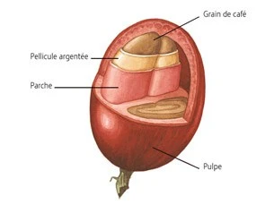 Struttura di una ciliegia di caffè