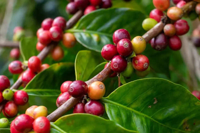 Cerimonia tradizionale del caffè in Etiopia