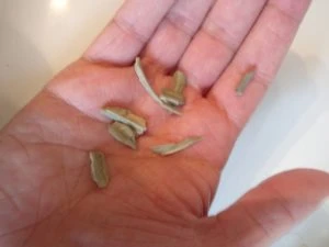 Kalk verwijderd van het La Pavoni verwarmingselement