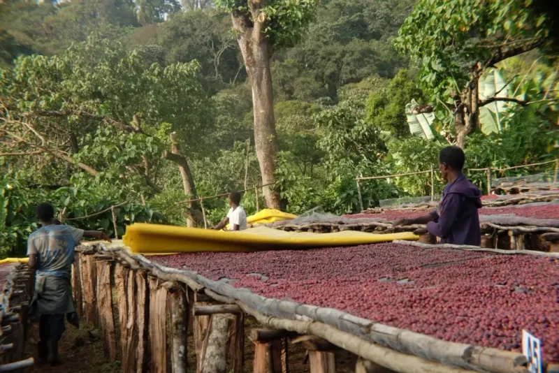 Natuurlijke droge methode