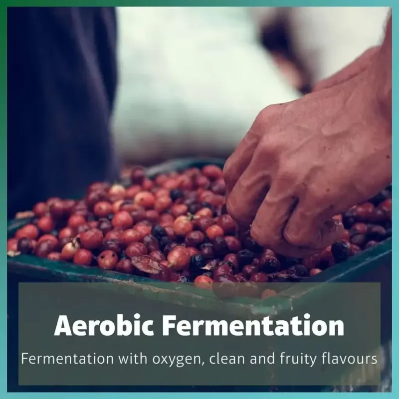 Rezultat w filiżance