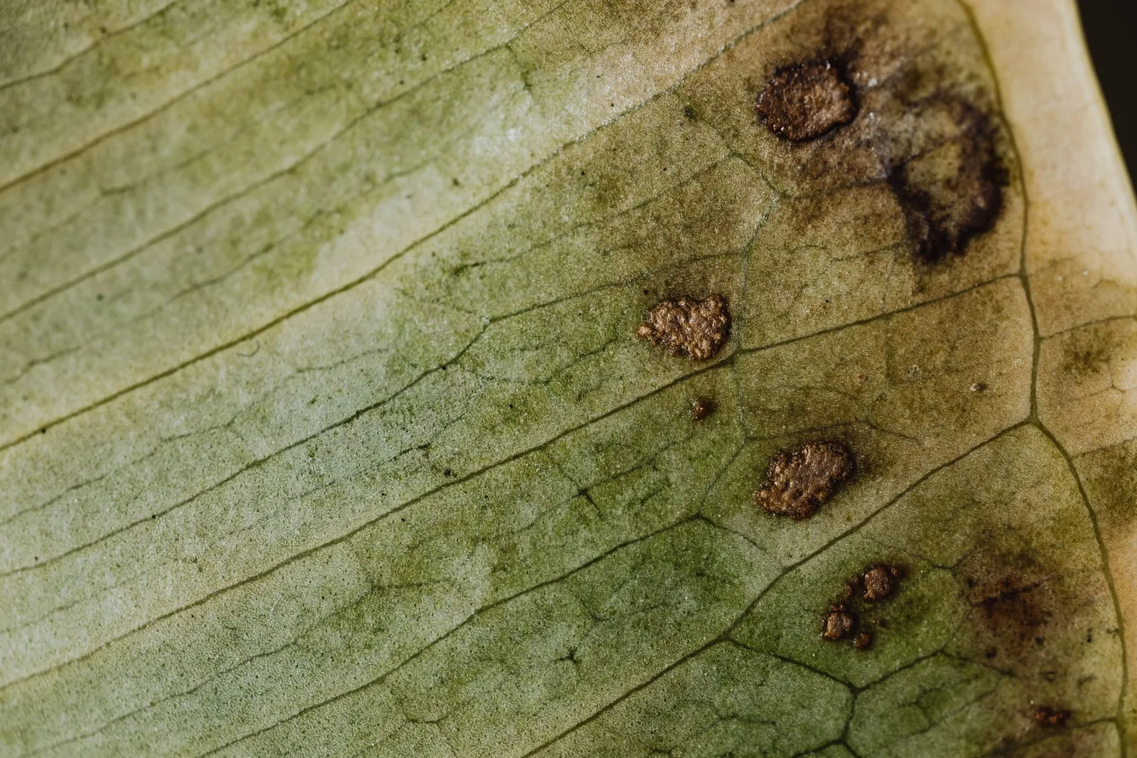 Rdza kawowa: globalne zagrożenie dla Twoich plantacji