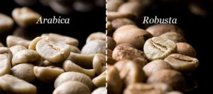 Arabica vs Robusta