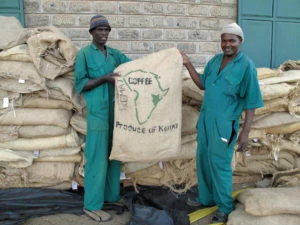 Kaffeskörd i Kenya